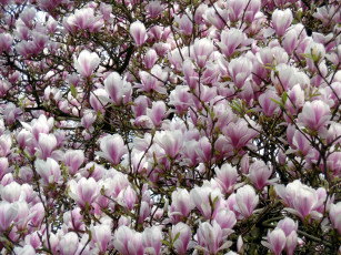 Картинка цветы магнолии ветки