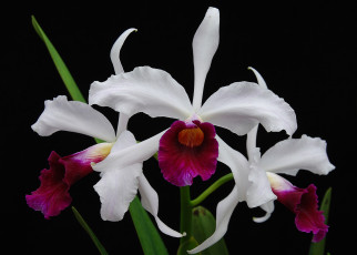 Картинка цветы орхидеи орхидея макро фон листья лепестки