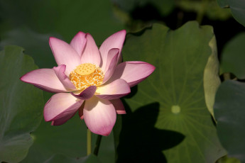 Картинка цветы лотосы лепестки листья