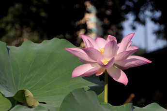 Картинка цветы лотосы лепестки листья