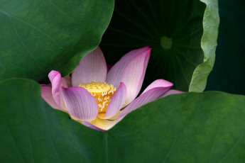 Картинка цветы лотосы листья лепестки