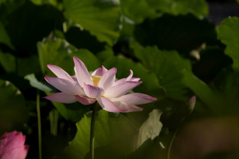 Картинка цветы лотосы лепестки листья