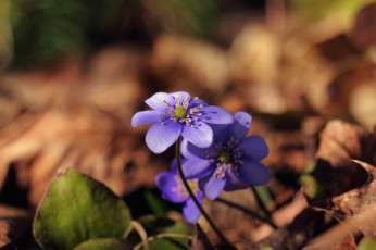 обоя цветы, луговые , полевые,  цветы, лес, макро, весна, сиреневые