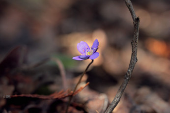 Картинка цветы луговые+ полевые +цветы природа весна лес