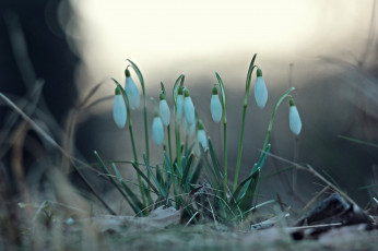 Картинка цветы подснежники +белоцветники +пролески весна лес