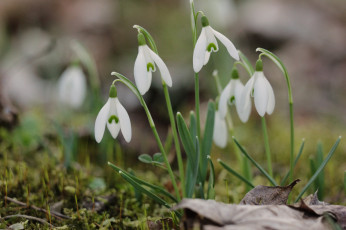 Картинка цветы подснежники +белоцветники +пролески весна лес