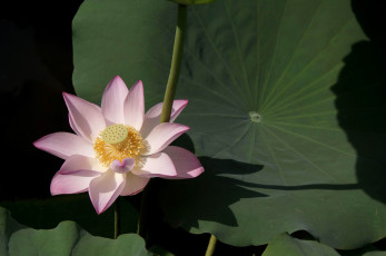 Картинка цветы лотосы листья лепестки