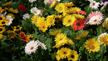 Картинка цветы разные+вместе фон лепестки