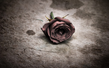 Картинка цветы розы цветок роза фон