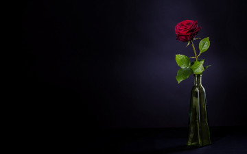 Картинка цветы розы фон цветок роза