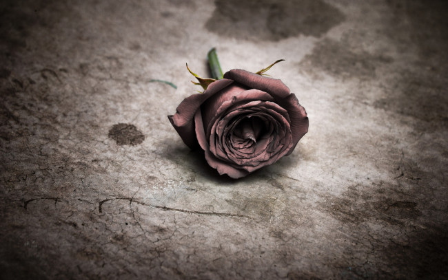 Обои картинки фото цветы, розы, цветок, роза, фон