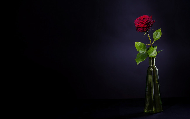 Обои картинки фото цветы, розы, фон, цветок, роза