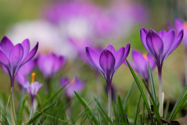 Обои картинки фото цветы, крокусы, весна, цветение, трава