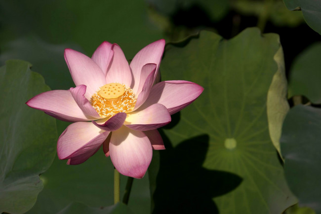 Обои картинки фото цветы, лотосы, лепестки, листья