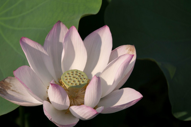 Обои картинки фото цветы, лотосы, лепестки, листья