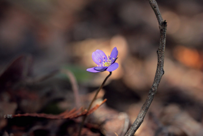 Обои картинки фото цветы, луговые , полевые,  цветы, природа, весна, лес