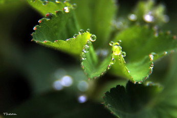 Картинка природа макро лист капли