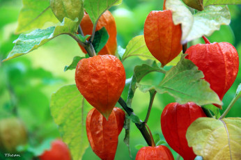 Картинка природа плоды физалис