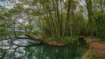 Картинка природа реки озера река лес