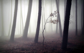 Картинка природа лес деревья туман