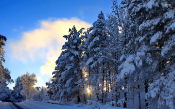 Картинка природа зима снег деревья