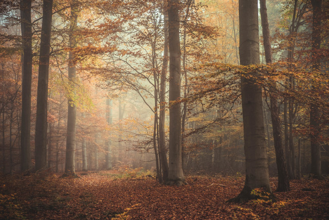 Обои картинки фото природа, лес, туман, осень