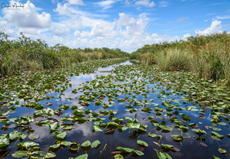 Картинка природа реки озера лес река