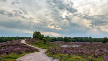 Картинка природа луга болото вереск дорожка