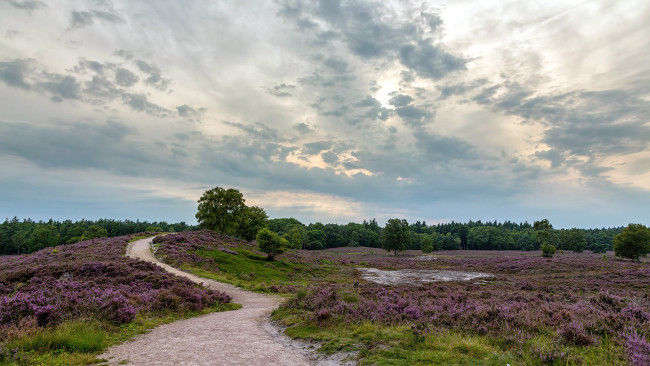 Обои картинки фото природа, луга, болото, вереск, дорожка