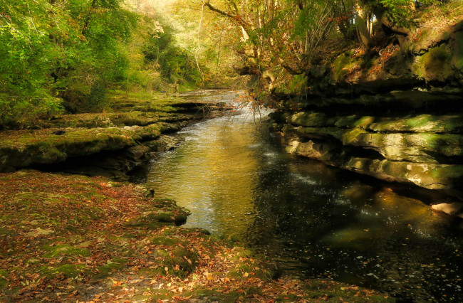 Обои картинки фото природа, реки, озера, река, лес