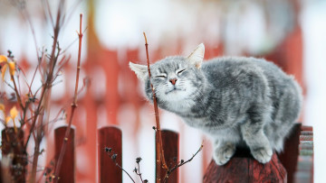 Картинка кошки животные коты