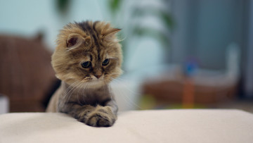 Картинка кошки животные коты