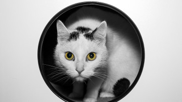 Картинка кошки животные коты