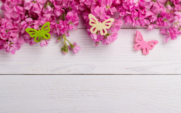 Картинка цветы сакура +вишня бабочки