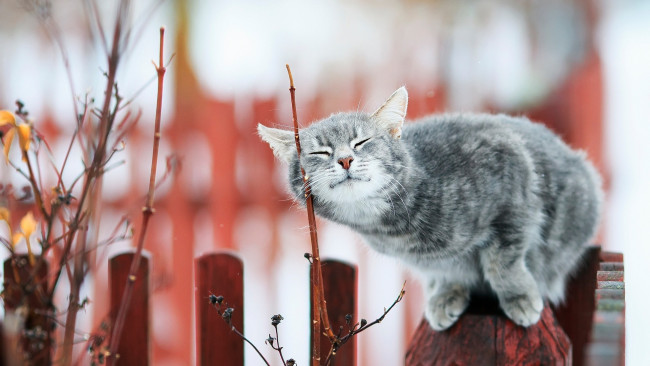 Обои картинки фото кошки, животные, коты