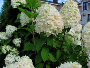 обоя цветы, калина , бульдонеж, белая, калина, куст