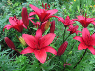 Картинка цветы лилии +лилейники алые куст