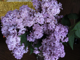 Картинка цветы сирень букет