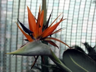 Картинка цветы стрелиция+ райская+птица экзотический цветок
