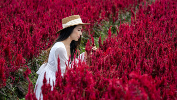 обоя девушки, - азиатки, поле, целлозия, брюнетка, белое, платье, азиатка, шляпа