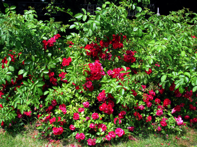 Обои картинки фото цветы, розы, куст