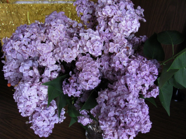 Обои картинки фото цветы, сирень, букет