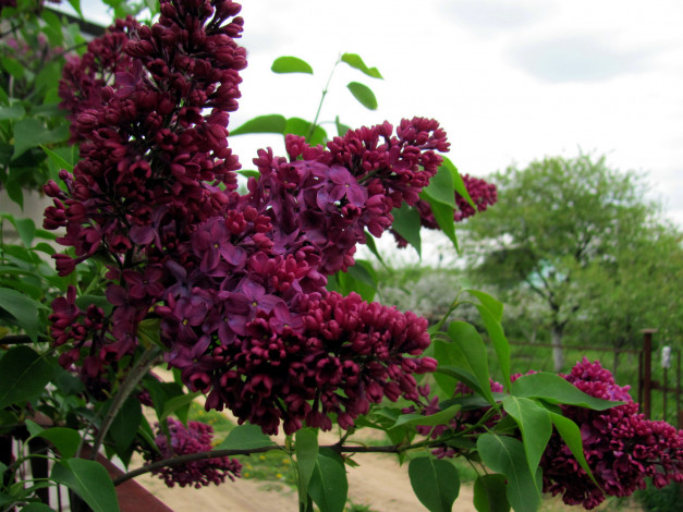 Обои картинки фото цветы, сирень, лиловая, ветка