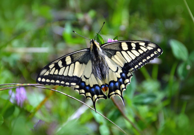 Обои картинки фото махаон, животные, бабочки,  мотыльки,  моли, бабочка