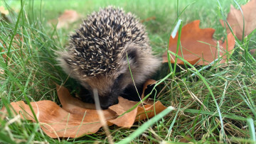 Картинка животные ежи трава ежик листья