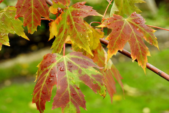 Картинка природа листья осень кленовые капли