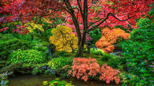 Обои картинки фото природа, парк, водоем, деревья