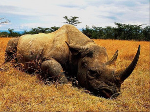 Картинка носорог животные носороги