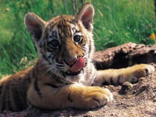 Картинка тигрёнок животные тигры