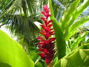 Картинка tahiti цветы